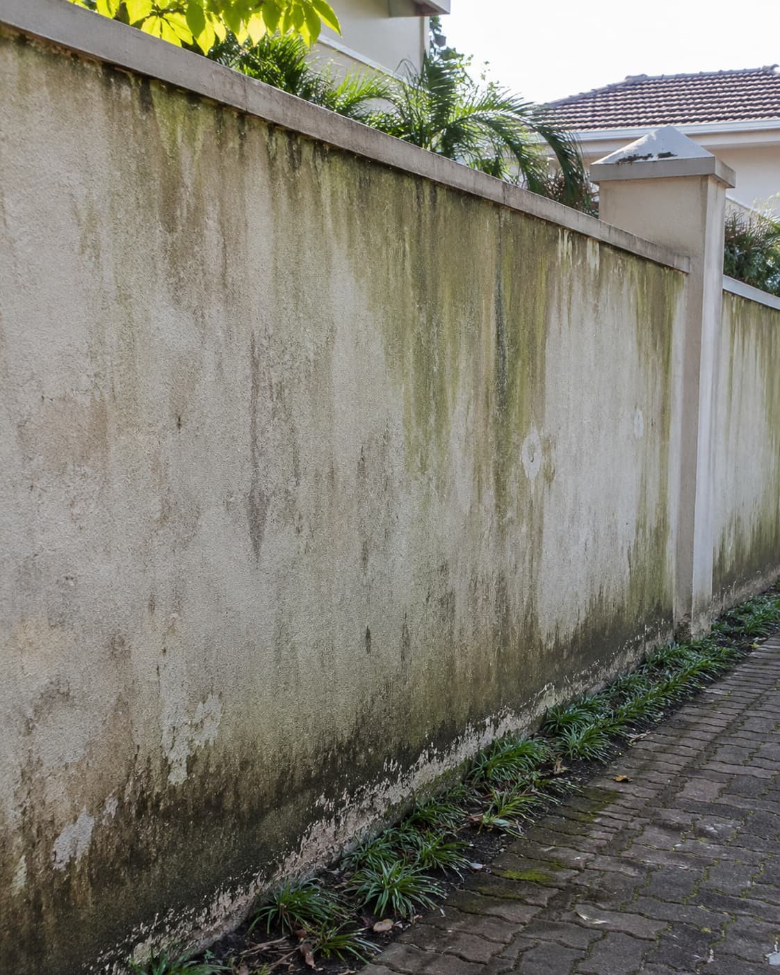 Boundary wall streaked with algae and mould before cleaning